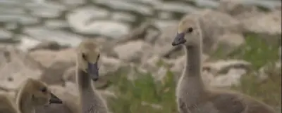 Locals say bizarre ‘massacre’ of mother goose and her six tiny goslings in Kansas street was no accident