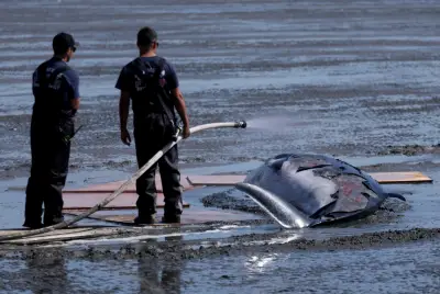 Gray whale washes up dead on Alameda beach