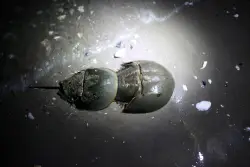New York beaches are dating hot spots for horseshoe crabs