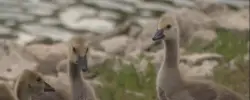 Locals say bizarre ‘massacre’ of mother goose and her six tiny goslings in Kansas street was no accident