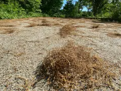 Is pollen relief on the horizon in NYC? Don't hold your breath just yet.