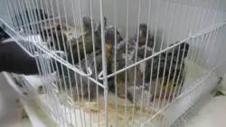 SD man charged in alleged attempt to smuggle 17 exotic birds at San Ysidro border crossing