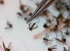 West Nile virus found in McHenry County mosquito
