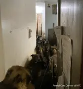 Man arrested for allegedly hoarding nearly 50 dogs in Queens apartment, police say